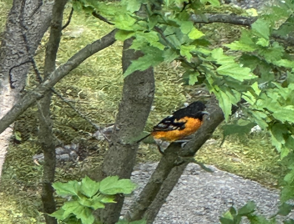 Baltimore Oriole - ML638503173