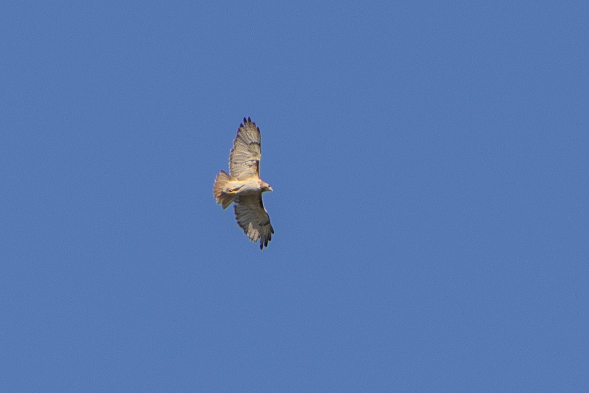 Red-tailed Hawk - ML638503179
