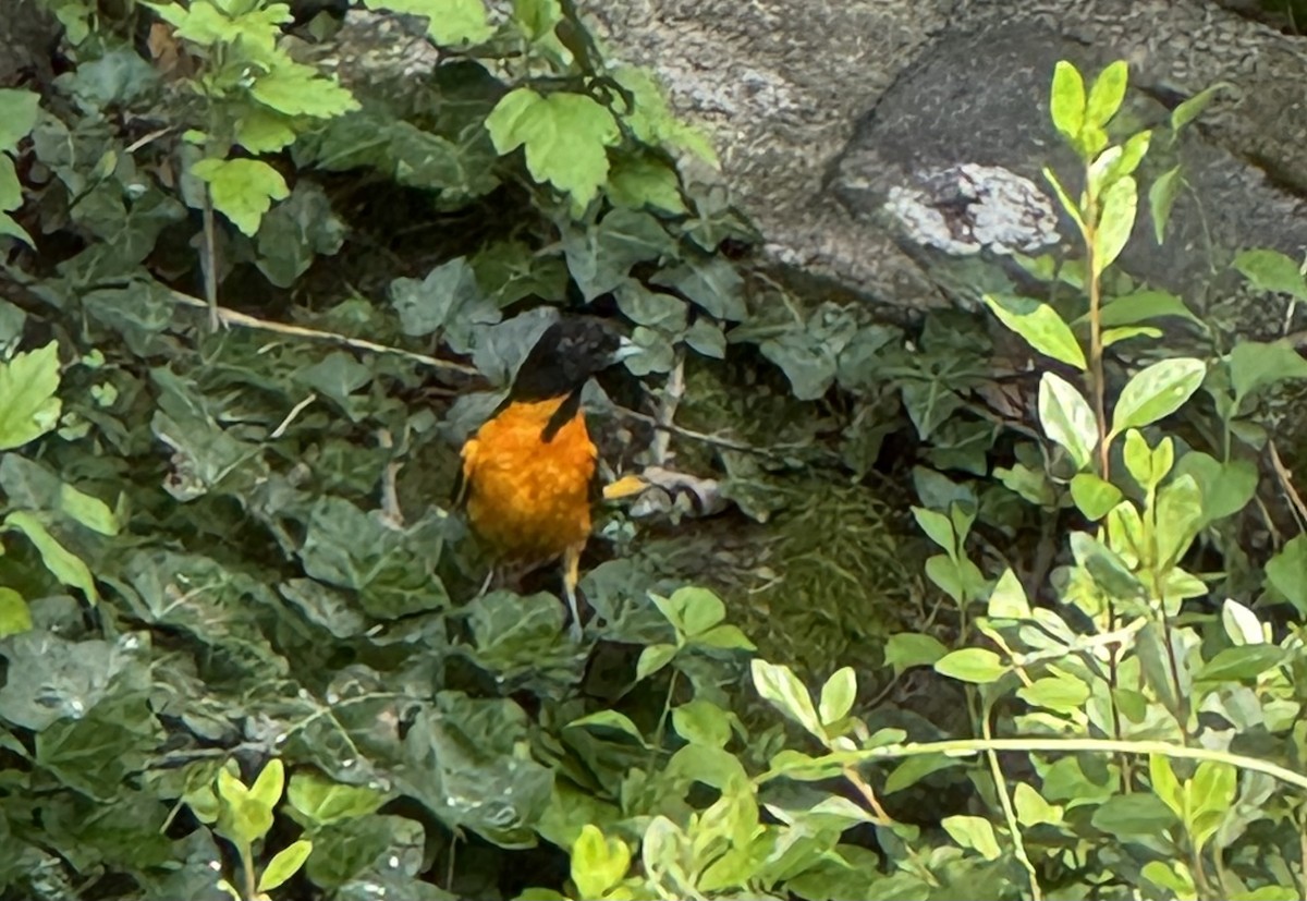 Baltimore Oriole - ML638503183