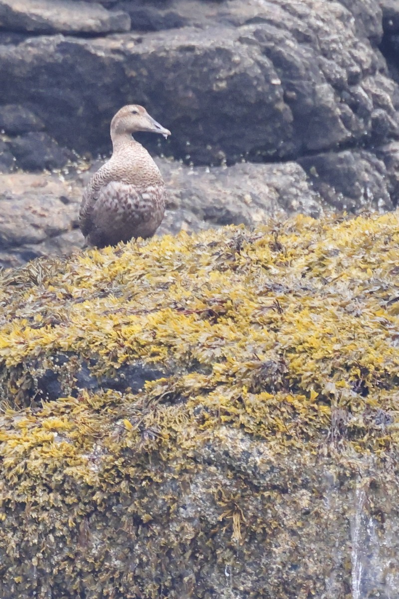Common Eider - ML638503186