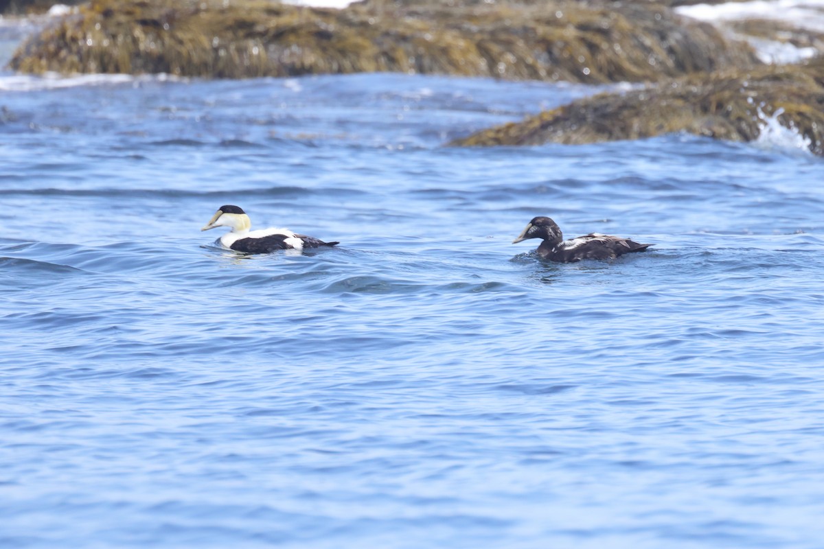 Common Eider - ML638503187