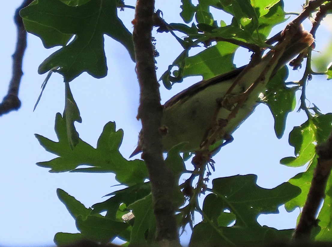 Eastern Bonelli's Warbler - ML638503217