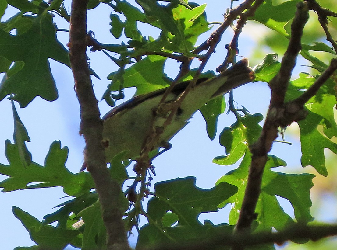 Eastern Bonelli's Warbler - ML638503218