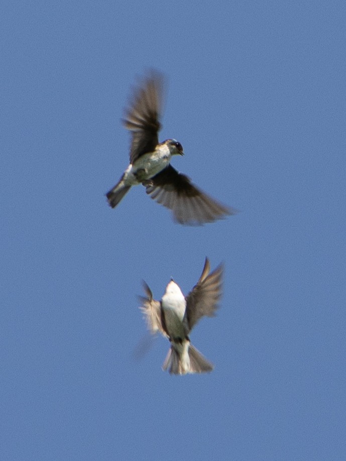 Tree Swallow - ML638503261