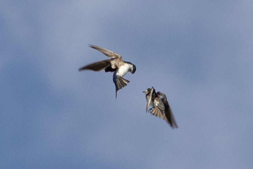 Tree Swallow - ML638503262