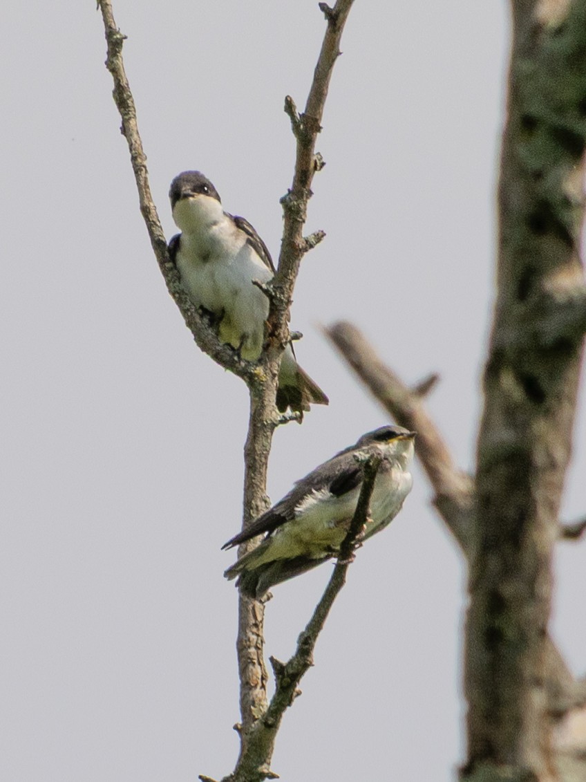 Tree Swallow - ML638503263