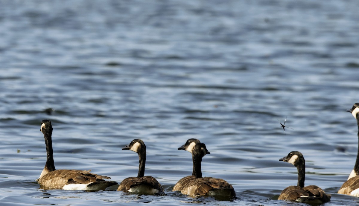 Canada Goose - ML638503270