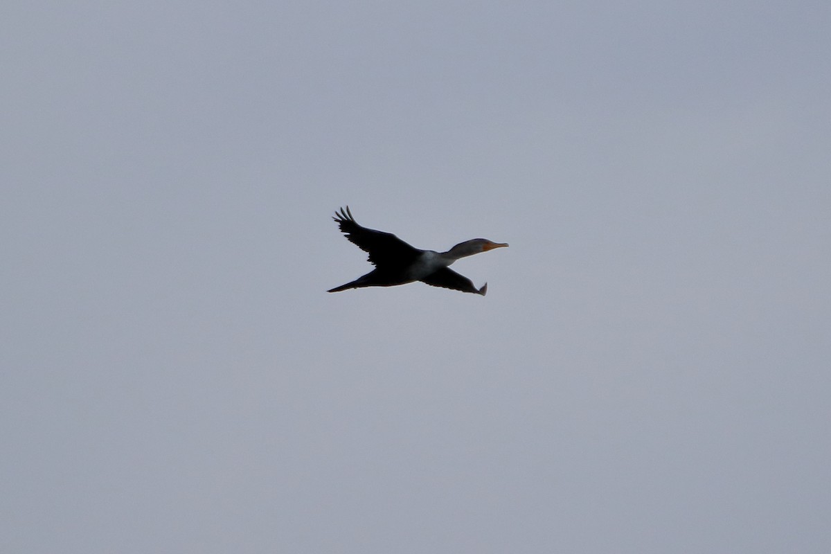 Double-crested Cormorant - ML638503314