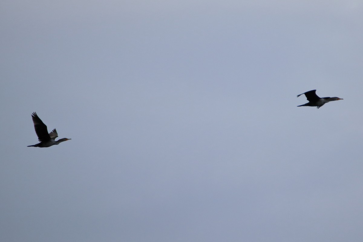 Double-crested Cormorant - ML638503315