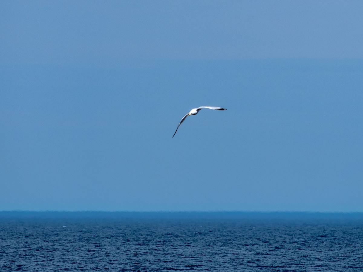 Ring-billed Gull - ML638503346