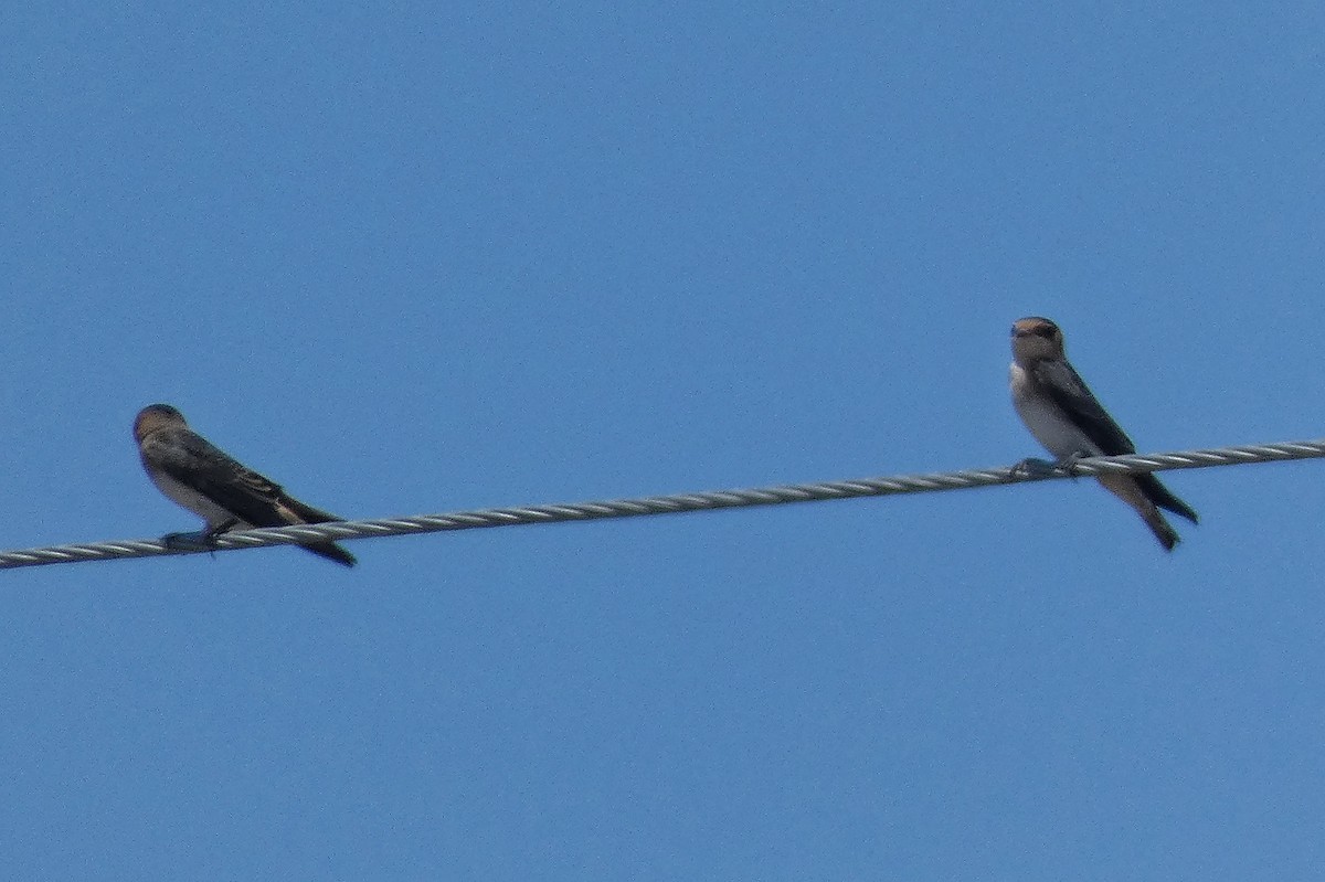 Cave Swallow - ML638503429