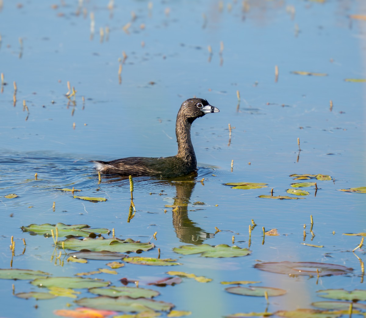 Grèbe à bec bigarré - ML638503434