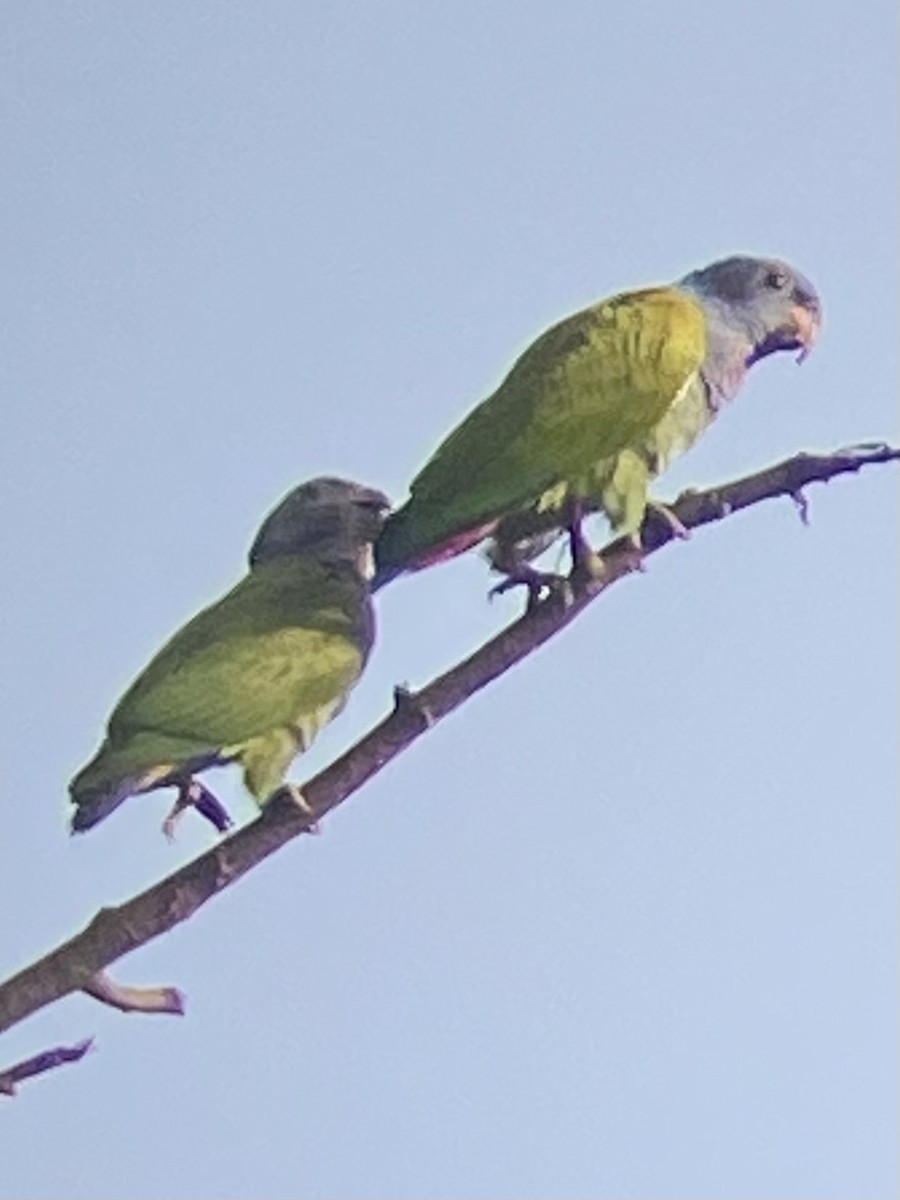 Blue-headed Parrot - ML638503436