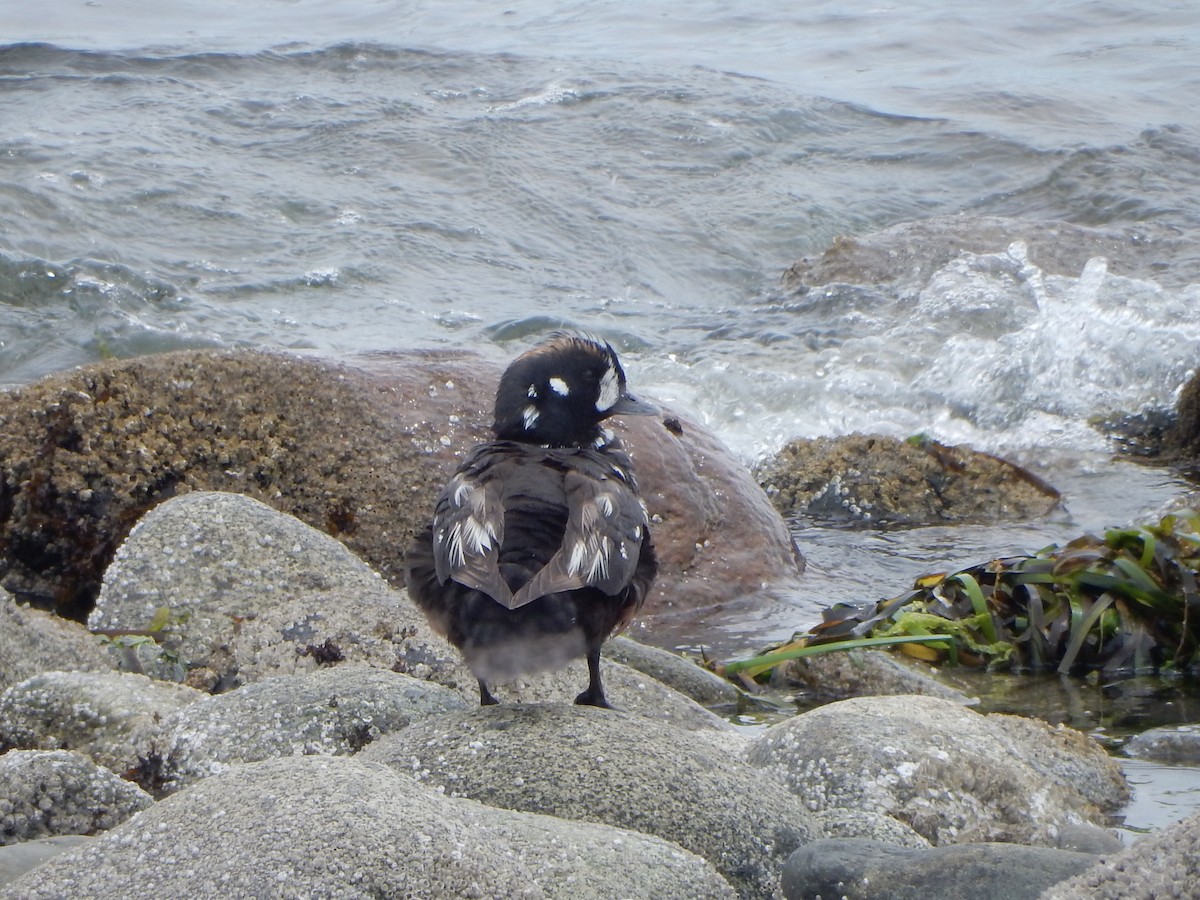 Harlequin Duck - ML638503464
