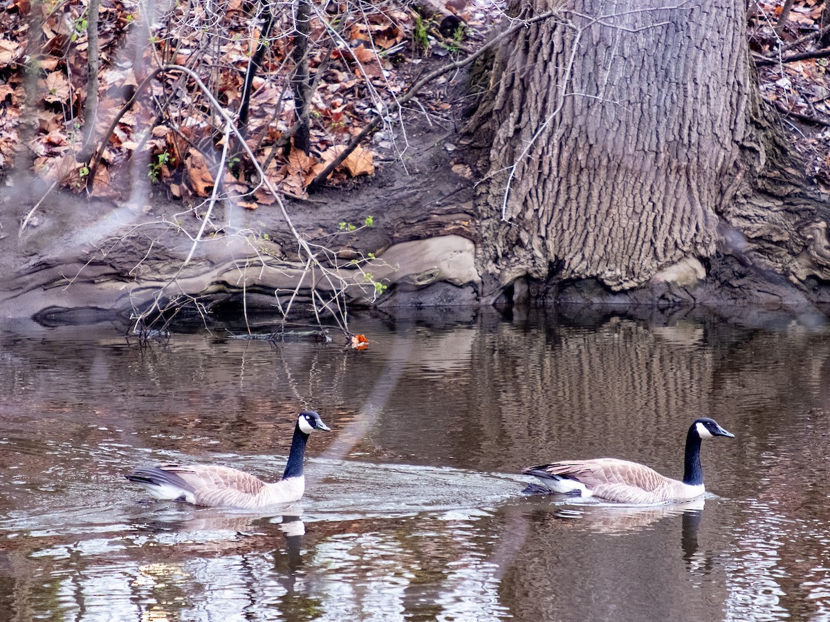 Canada Goose - ML638503473