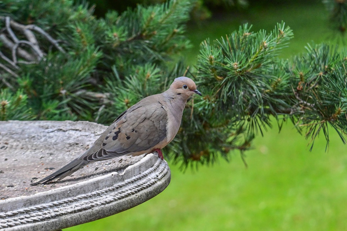 Mourning Dove - ML638503487