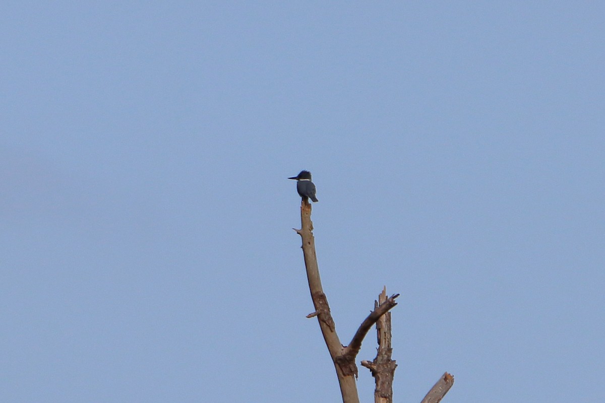 Belted Kingfisher - ML638503547