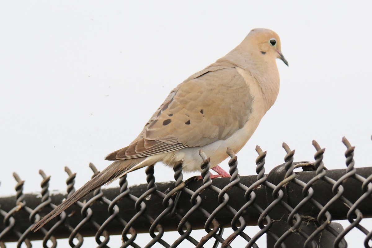 Mourning Dove - ML638503552
