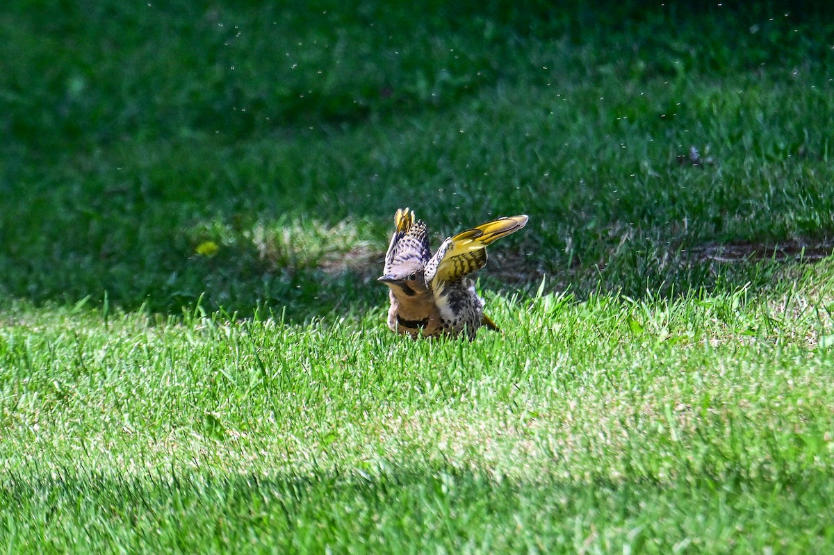 Northern Flicker - ML638503562