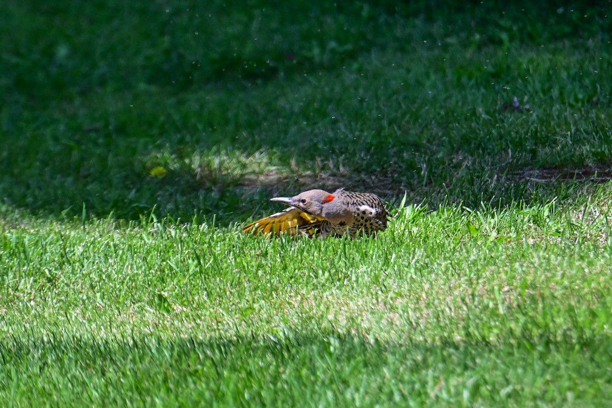 Northern Flicker - ML638503566