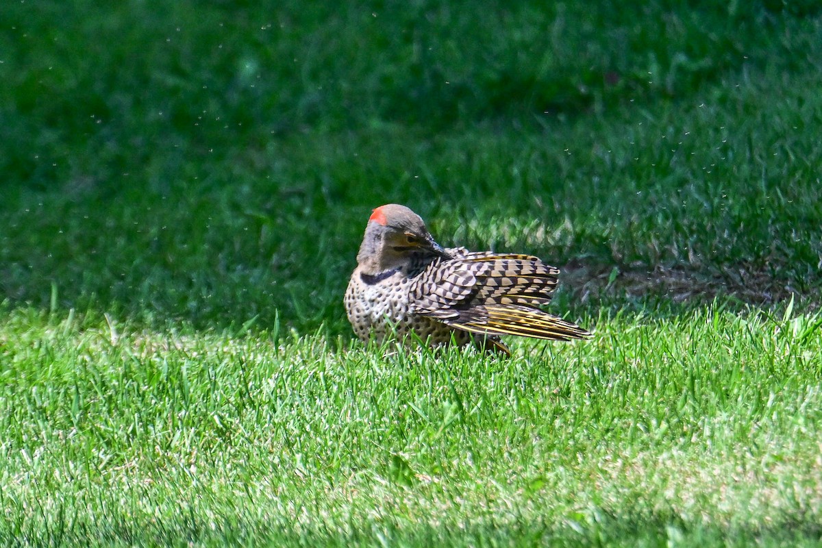 Northern Flicker - ML638503570