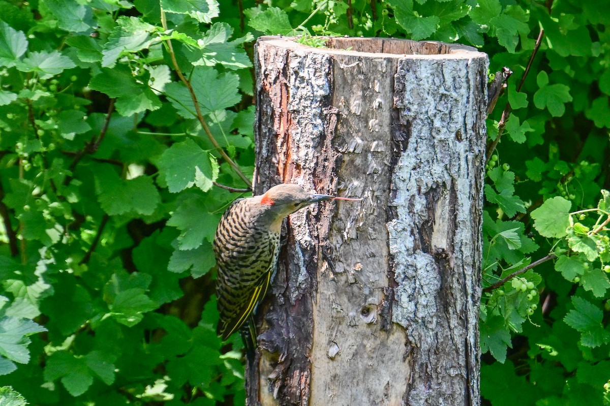 Northern Flicker - ML638503576
