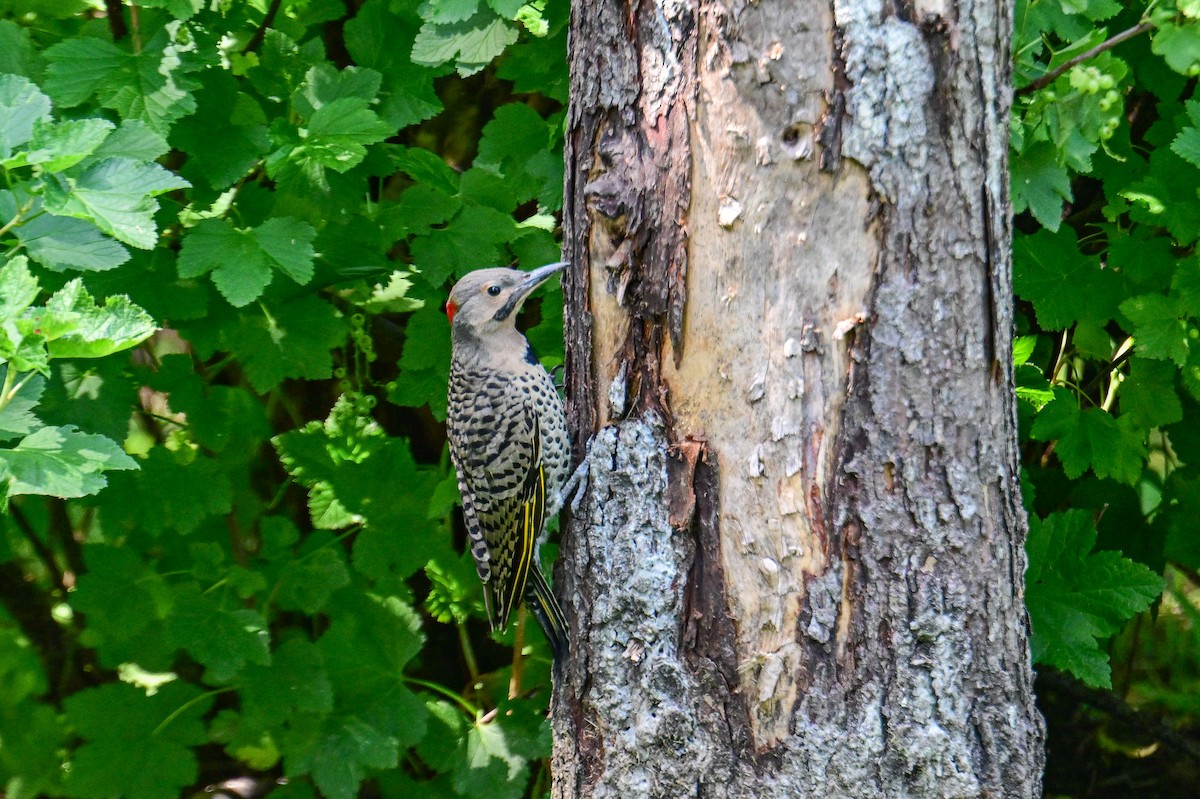 Northern Flicker - ML638503579