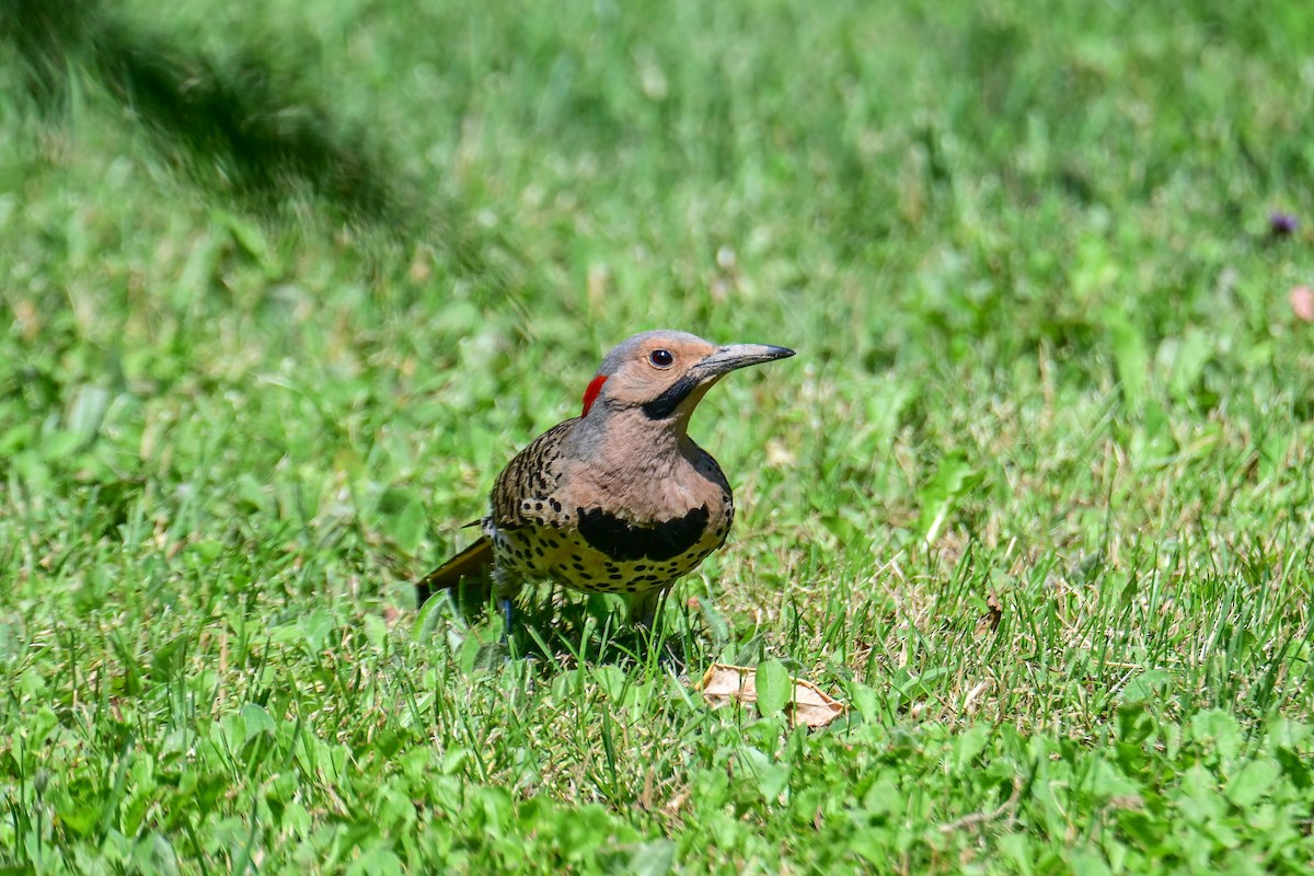 Northern Flicker - ML638503584