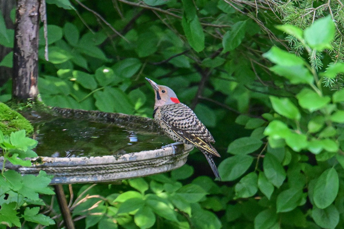 Northern Flicker - ML638503595