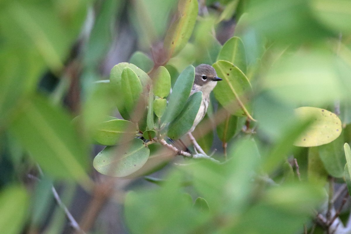 lesňáček žlutoskvrnný (ssp. coronata) - ML638503598