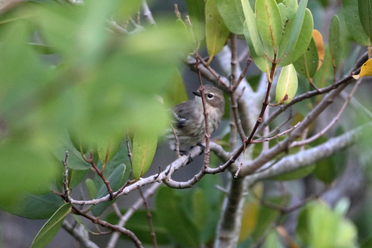 lesňáček žlutoskvrnný (ssp. coronata) - ML638503601