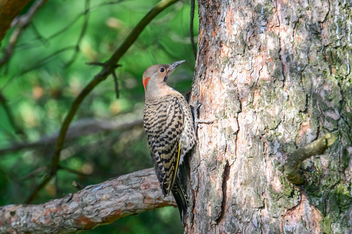 Northern Flicker - ML638503617