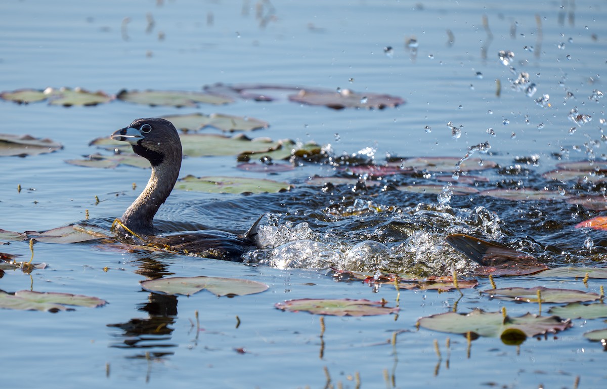 Grèbe à bec bigarré - ML638503620