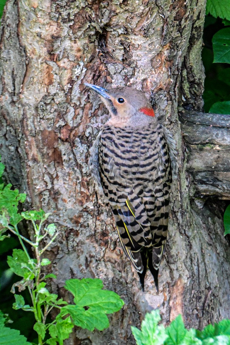 Northern Flicker - ML638503625