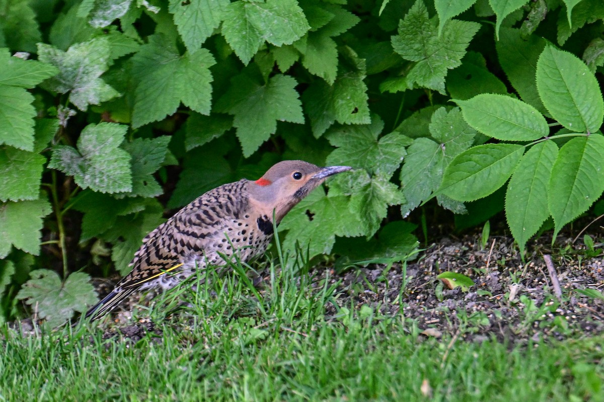 Northern Flicker - ML638503629