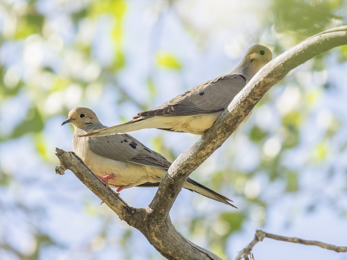 Mourning Dove - ML638503632