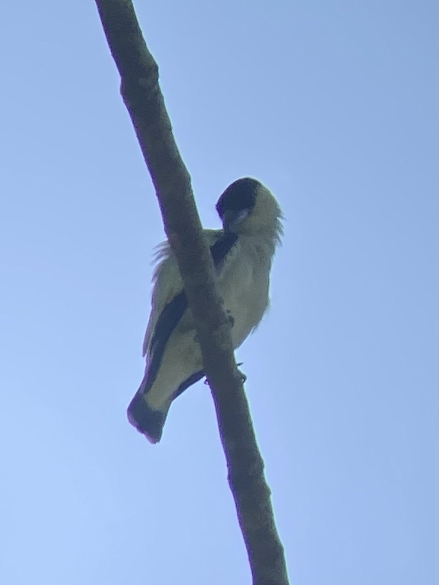 Black-crowned Tityra - ML638503634
