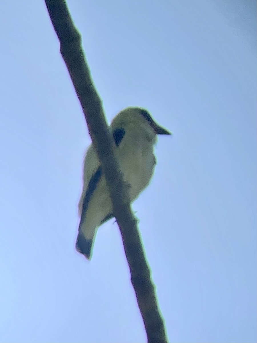 Black-crowned Tityra - ML638503635