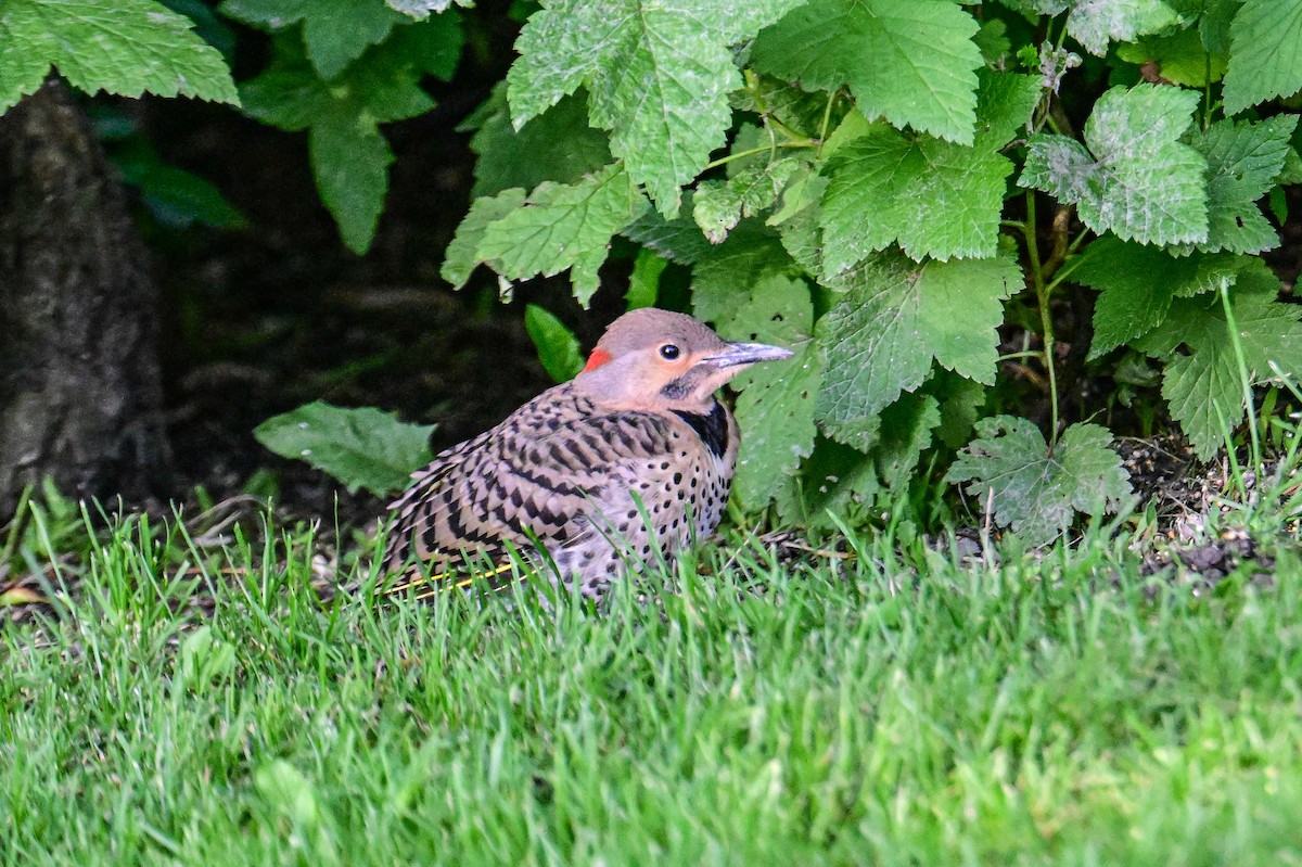 Northern Flicker - ML638503643