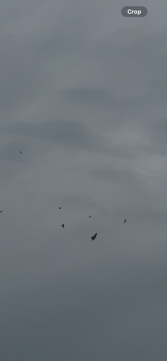 Gray Hawk - ML638503664