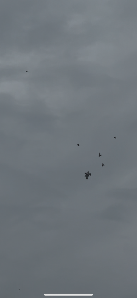 Gray Hawk - ML638503665