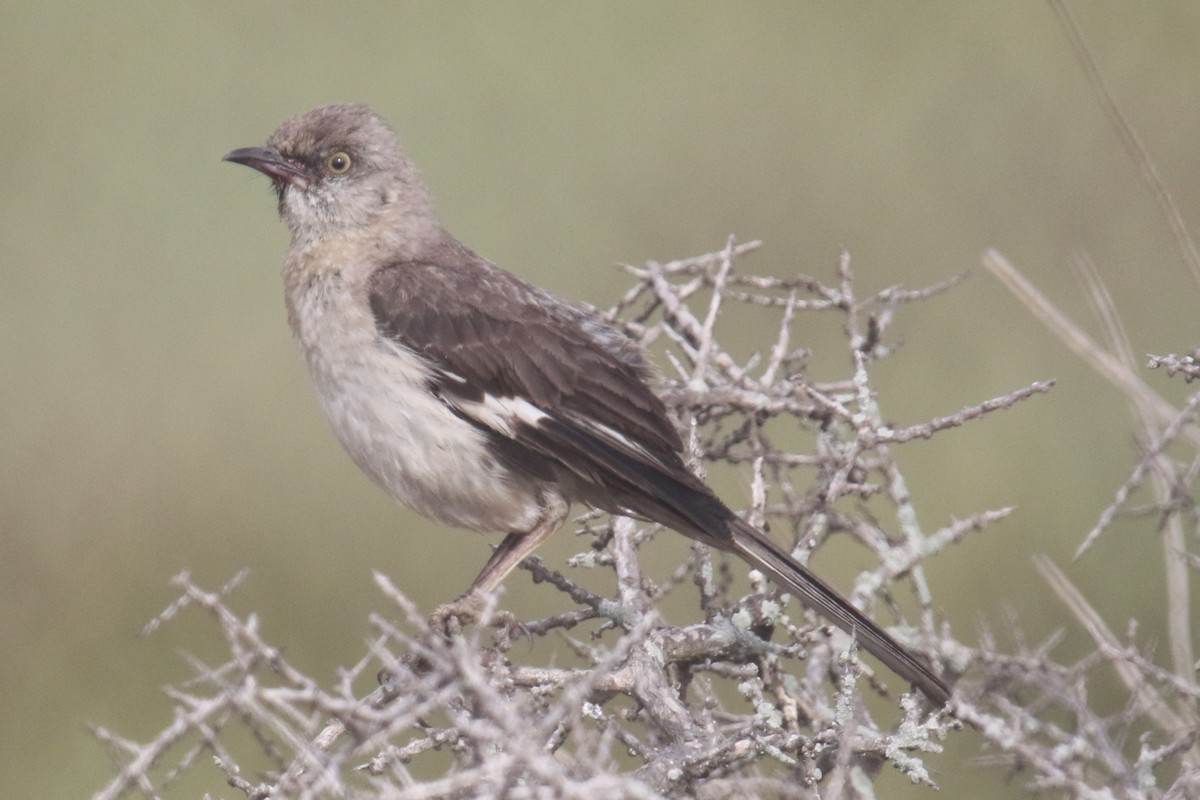 Northern Mockingbird - ML638503687