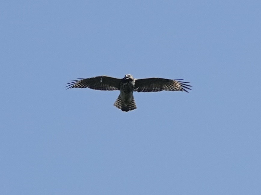 káně páskovaná - ML638503719
