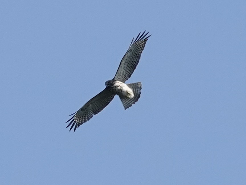 káně páskovaná - ML638503721