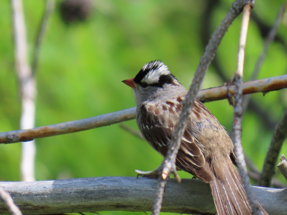 White-crowned Sparrow - ML638503747