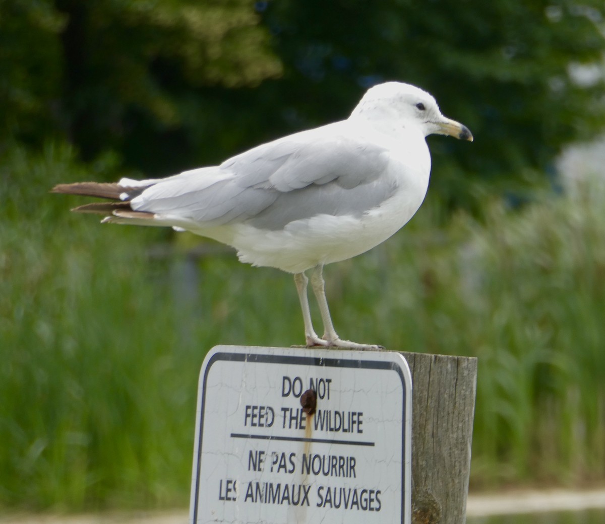 Ring-billed Gull - ML638503768