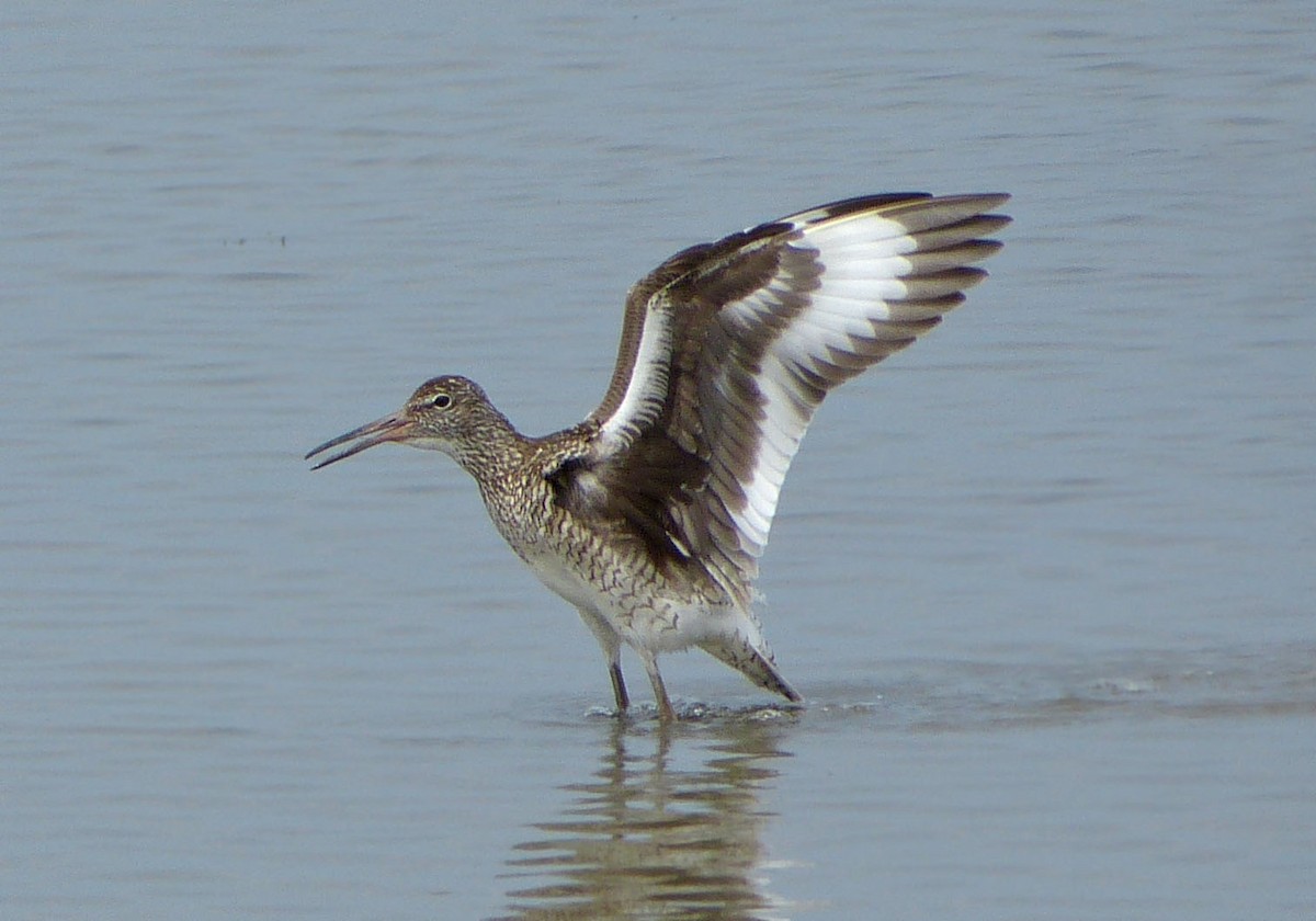 Willet - ML638503778
