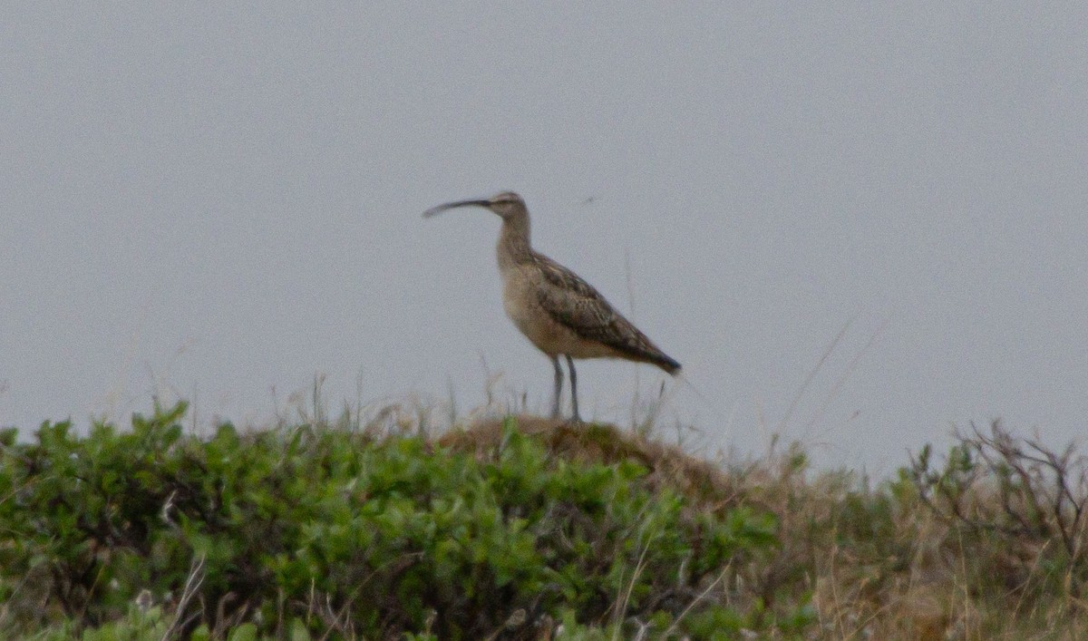 Bristle-thighed Curlew - ML638503809
