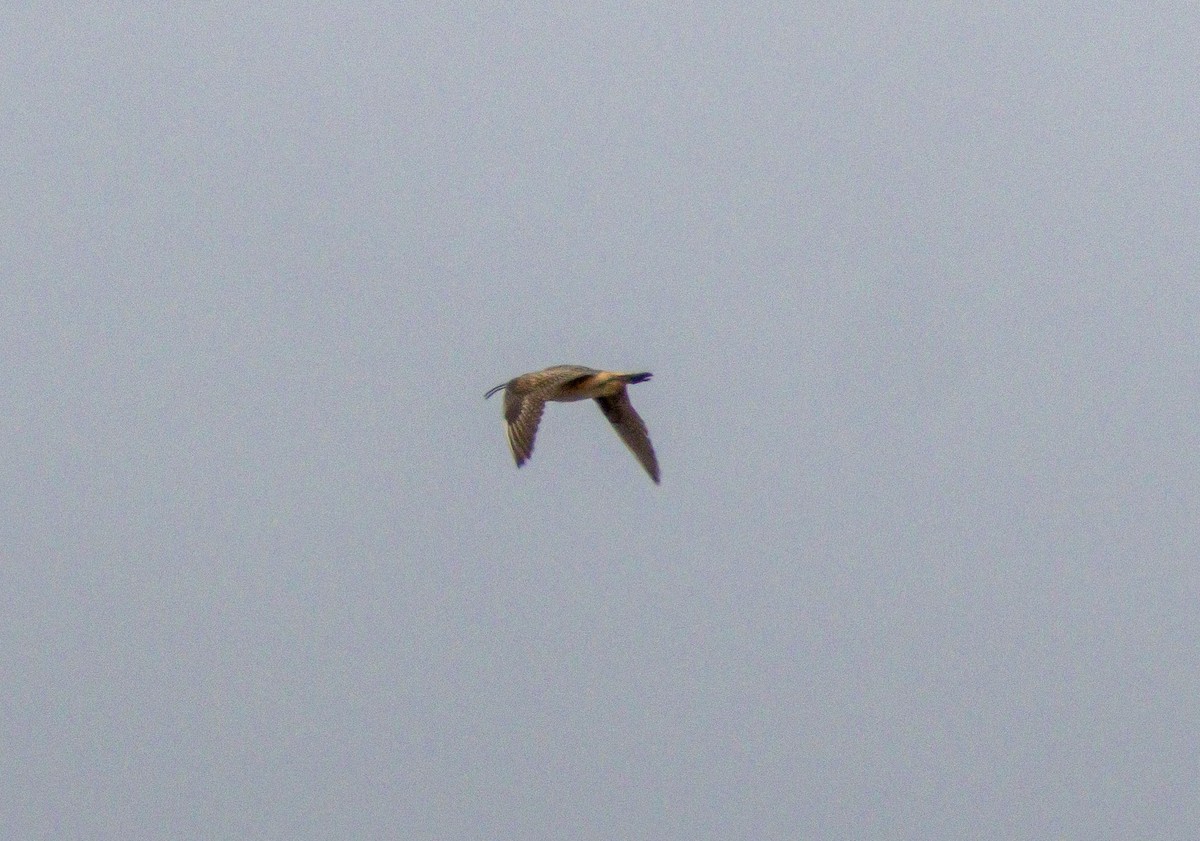 Bristle-thighed Curlew - ML638503810