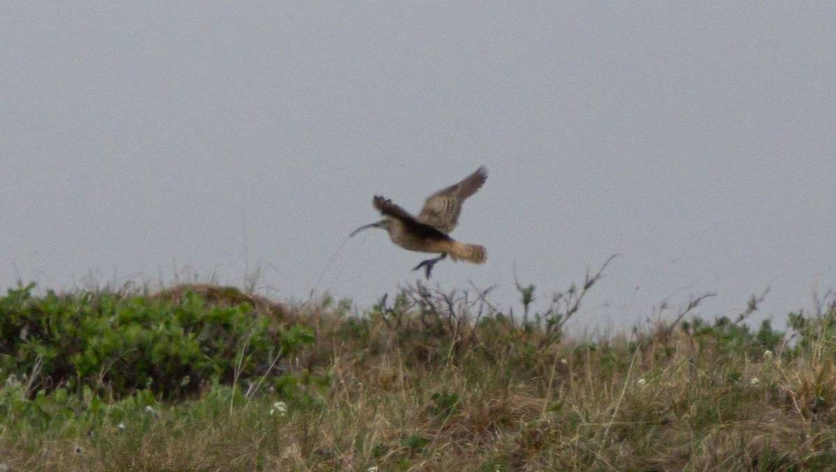 Bristle-thighed Curlew - ML638503811